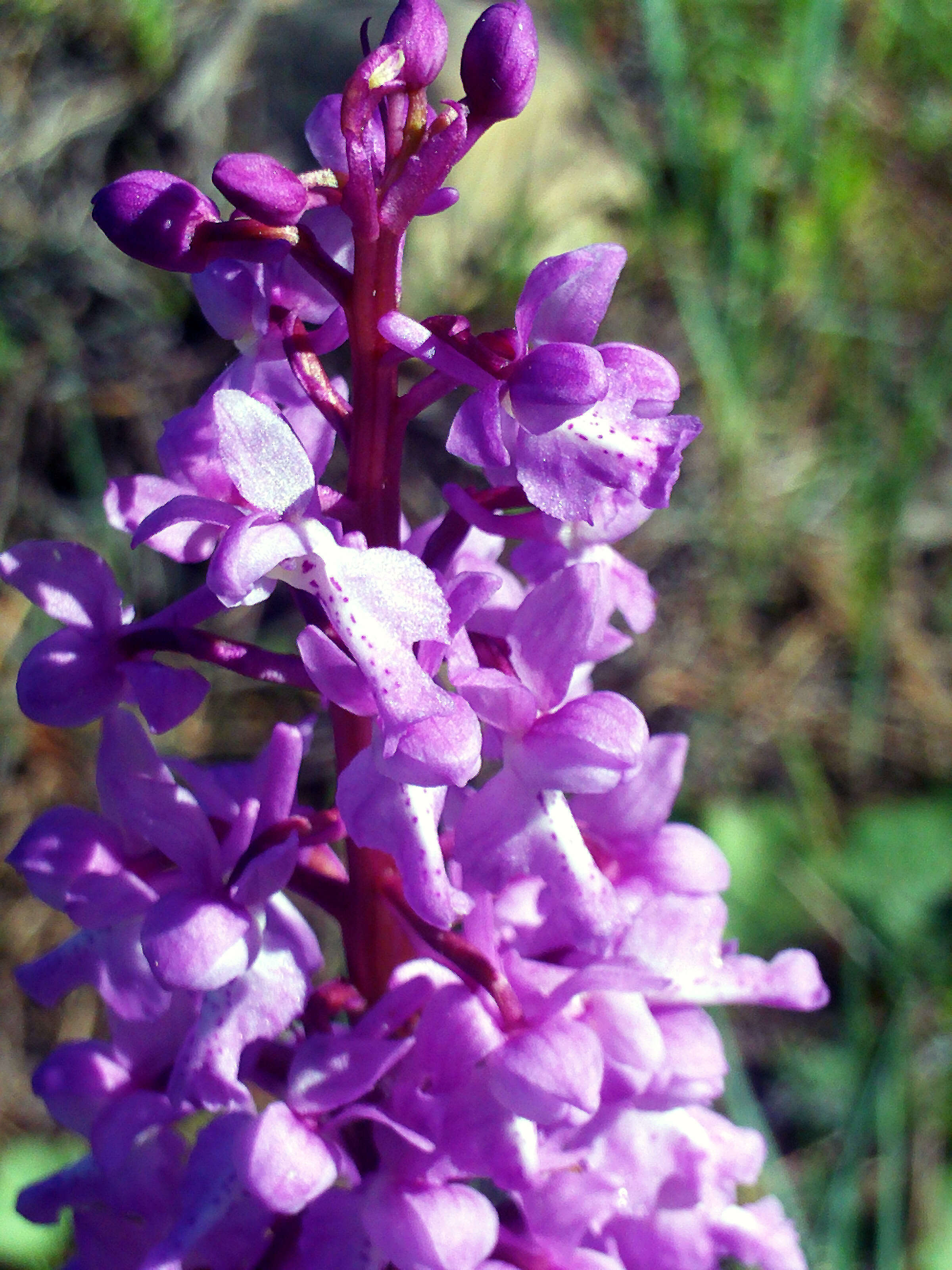 Image of Stately Dactylorhiza