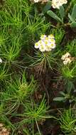 Image of Thin-leafed Darwin's Shrub