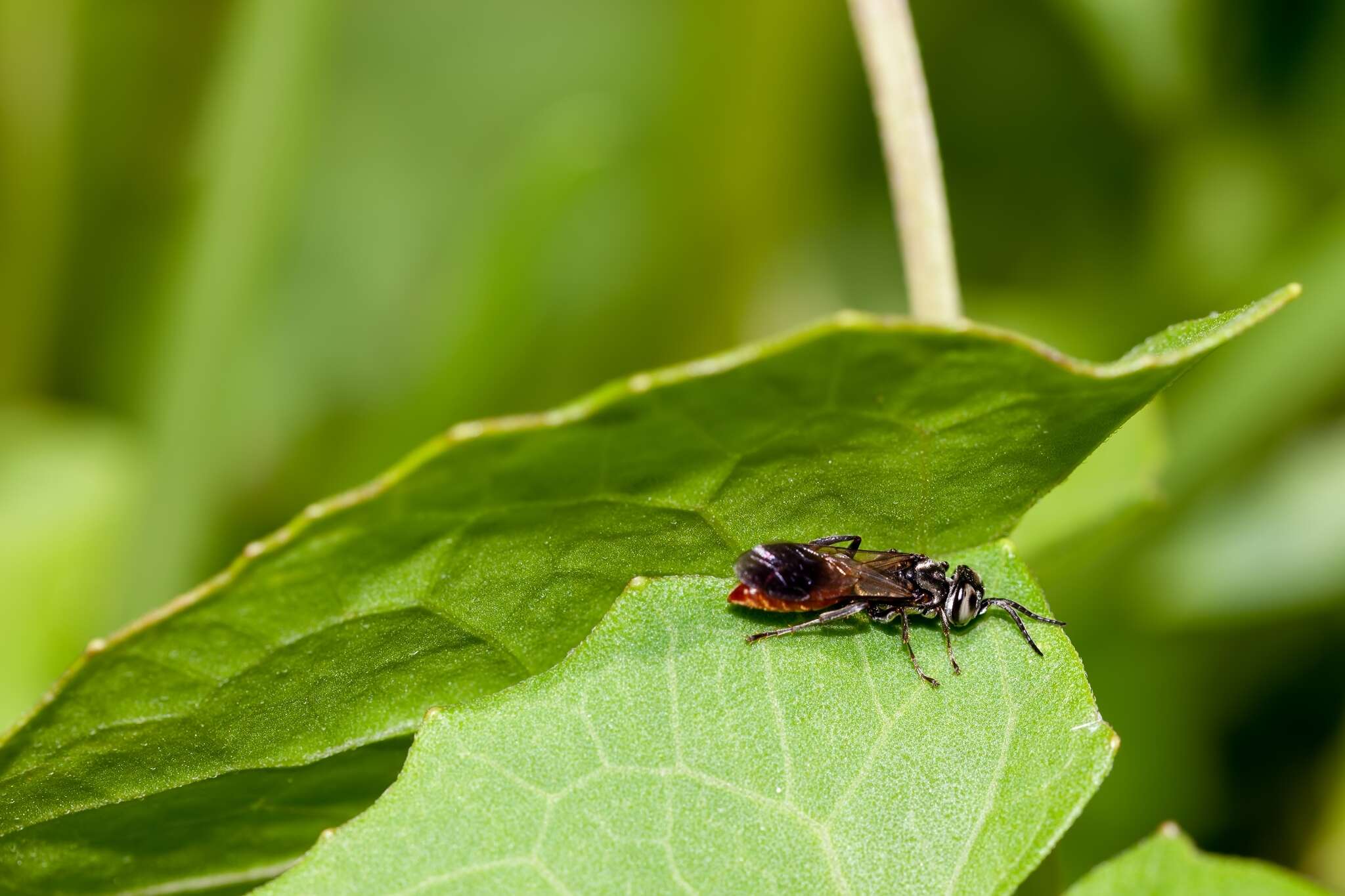 Plancia ëd Larra bicolor Fabricius 1804