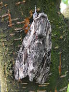 Image of convolvulus hawk moth