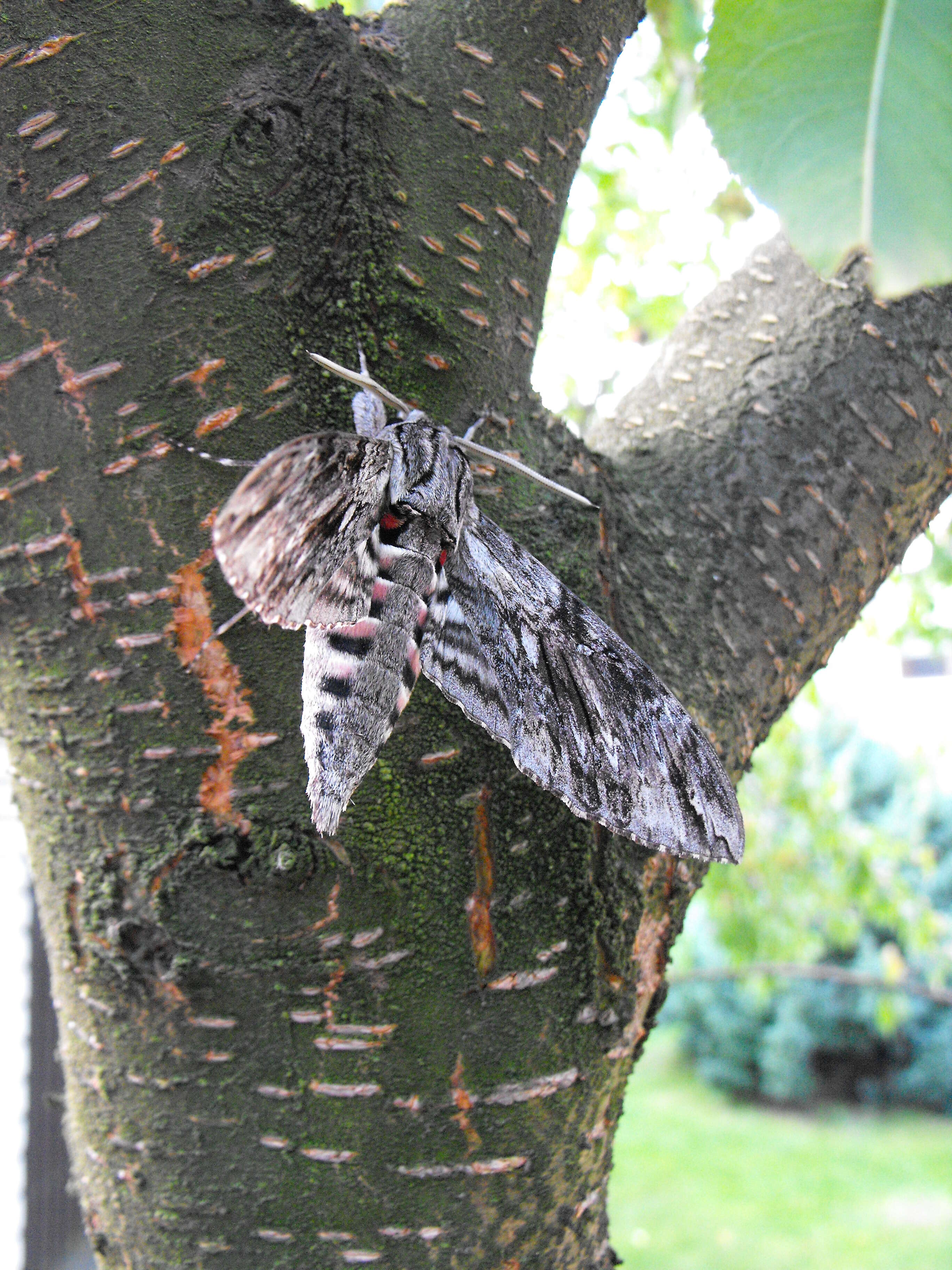 Image of convolvulus hawk moth