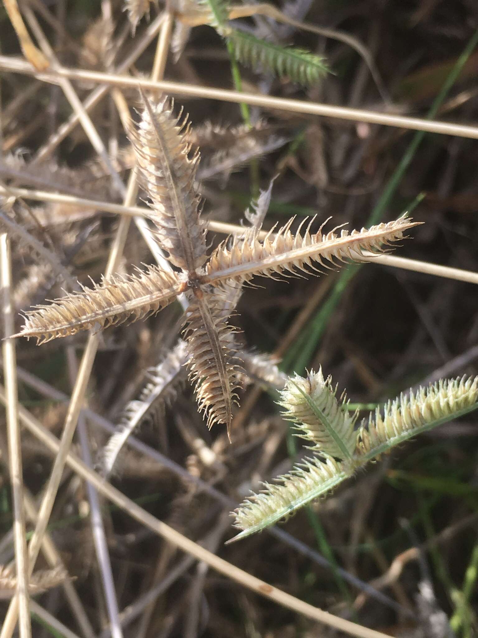 Image of Durban crowfoot grass