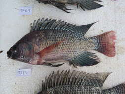 Image de Oreochromis niloticus (Linnaeus 1758)