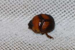 Image of Bolbocerosoma hamatum Brown 1929