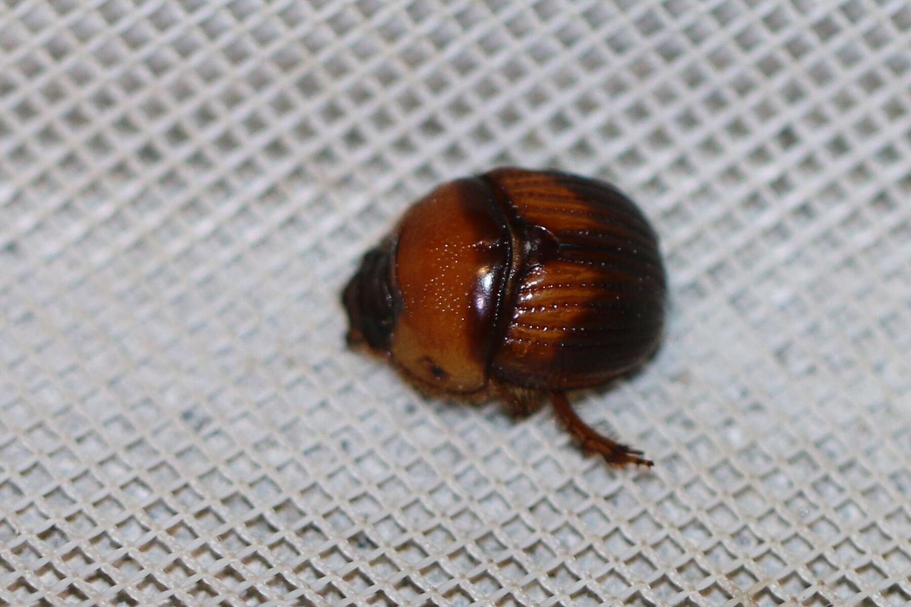 Image of Bolbocerosoma hamatum Brown 1929