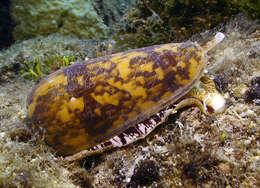 Image of Striated cone snail