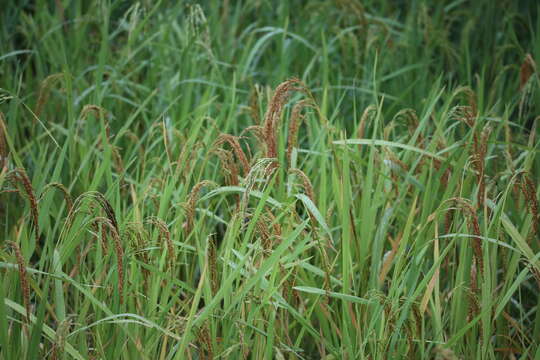 Image of rice