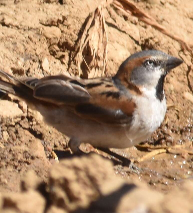 Image of Kenya Rufous-Sparrow