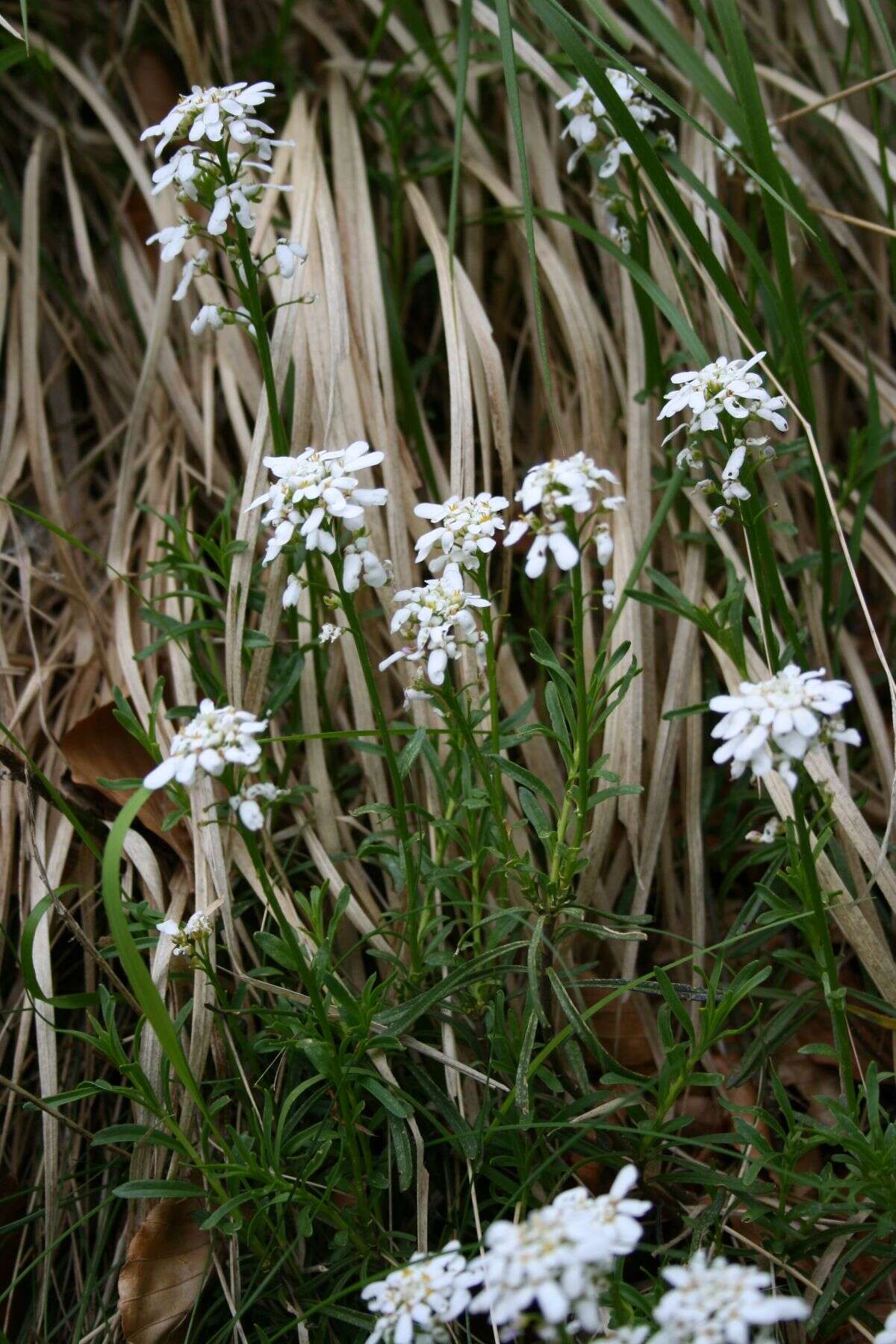 Imagem de Iberis sempervirens L.