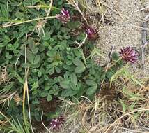 Imagem de Trifolium wormskioldii Lehm.