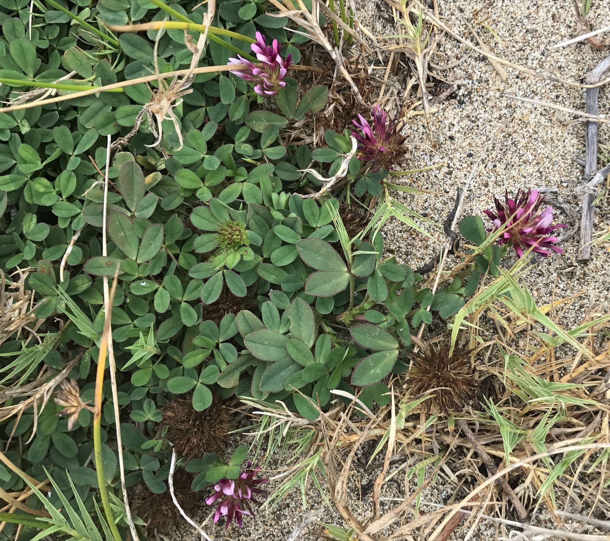 Image of cows clover