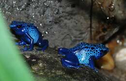 Image of Dendrobates azureus