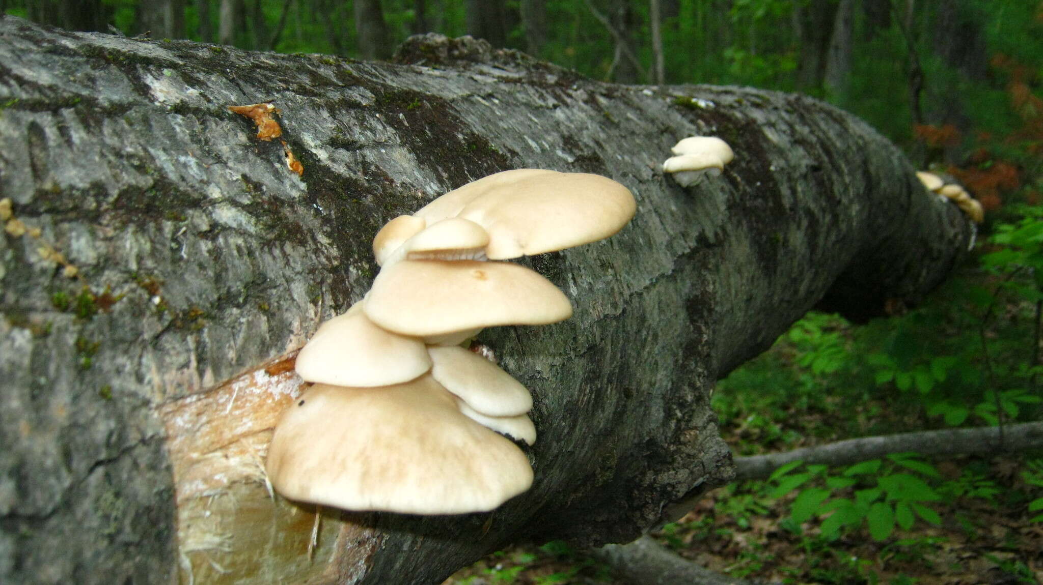 Image of Pleurotus populinus O. Hilber & O. K. Mill. 1993