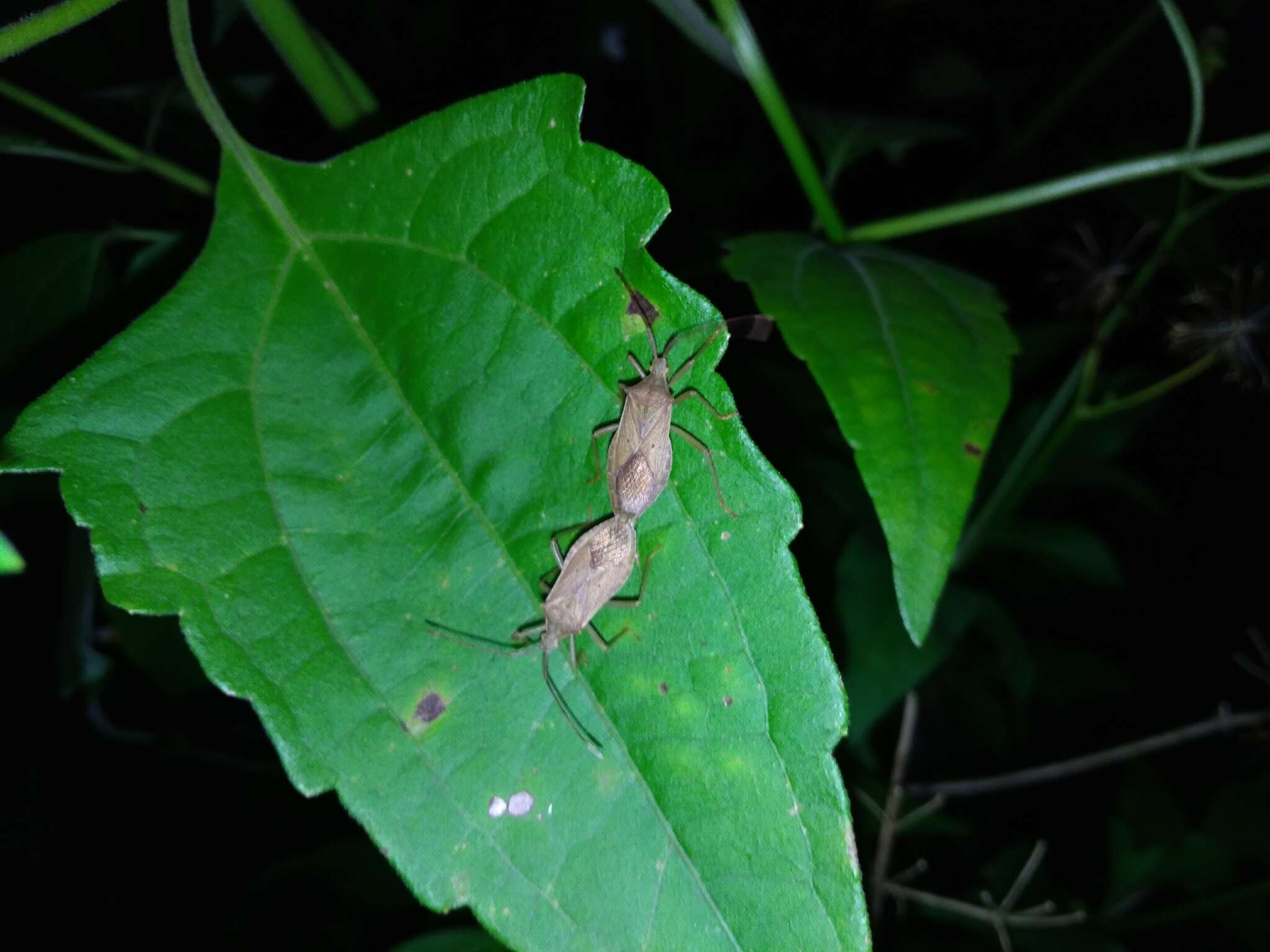 Plancia ëd Homoeocerus (Tliponius) unipunctatus (Thunberg 1783)