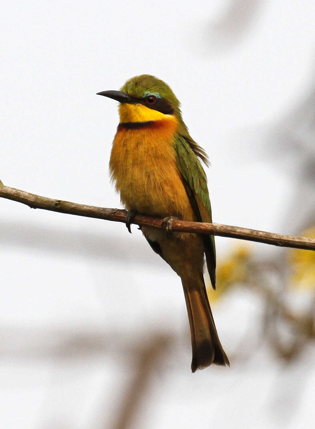 Image of Merops pusillus meridionalis (Sharpe 1892)