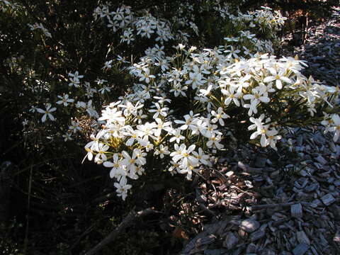 Image of Ricinocarpos pinifolius Desf.