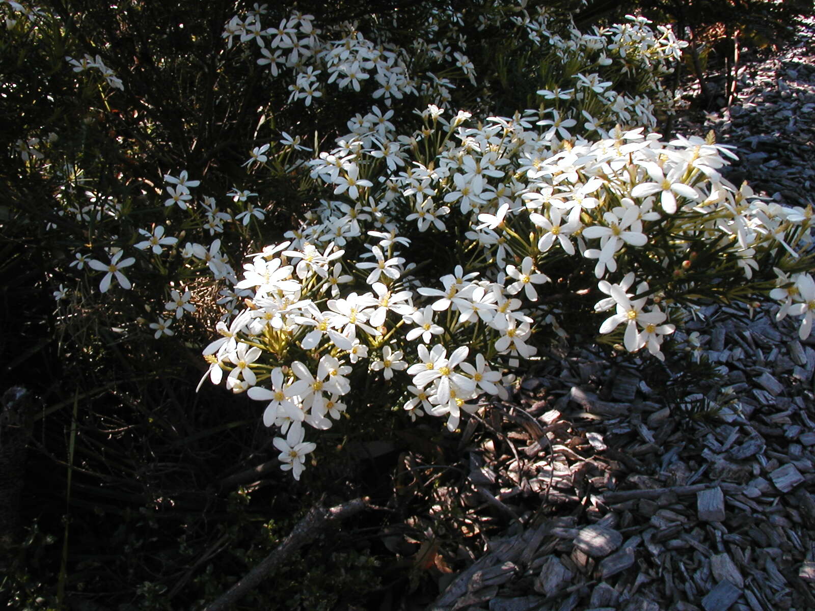 Image de Ricinocarpos pinifolius Desf.