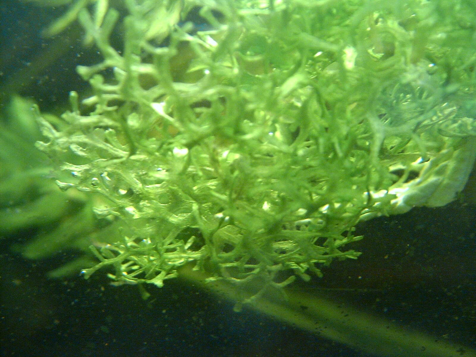 Image of Crystalwort