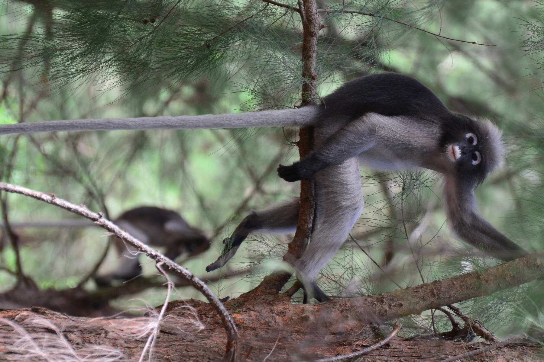 Image of Trachypithecus obscurus flavicauda (Elliot 1910)