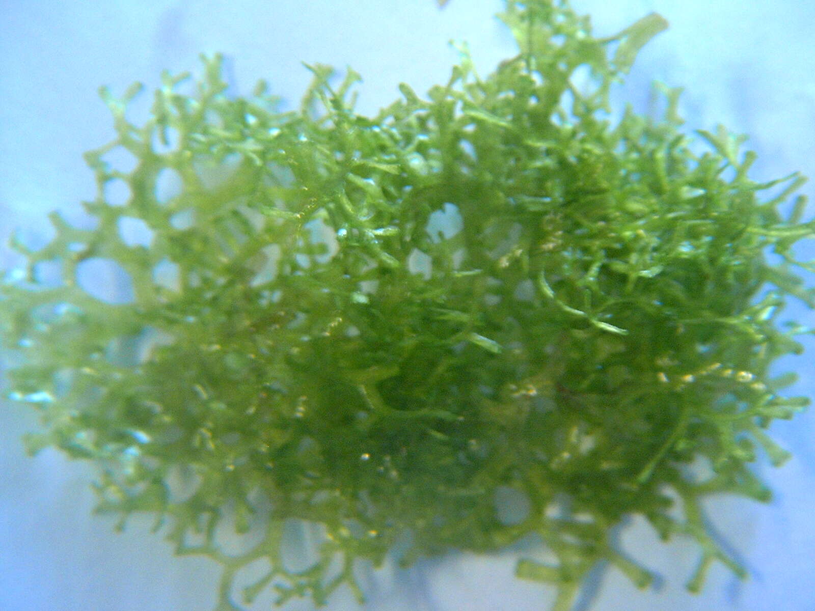 Image of Crystalwort