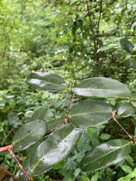 Слика од Allocassine laurifolia (Harv.) N. Robson