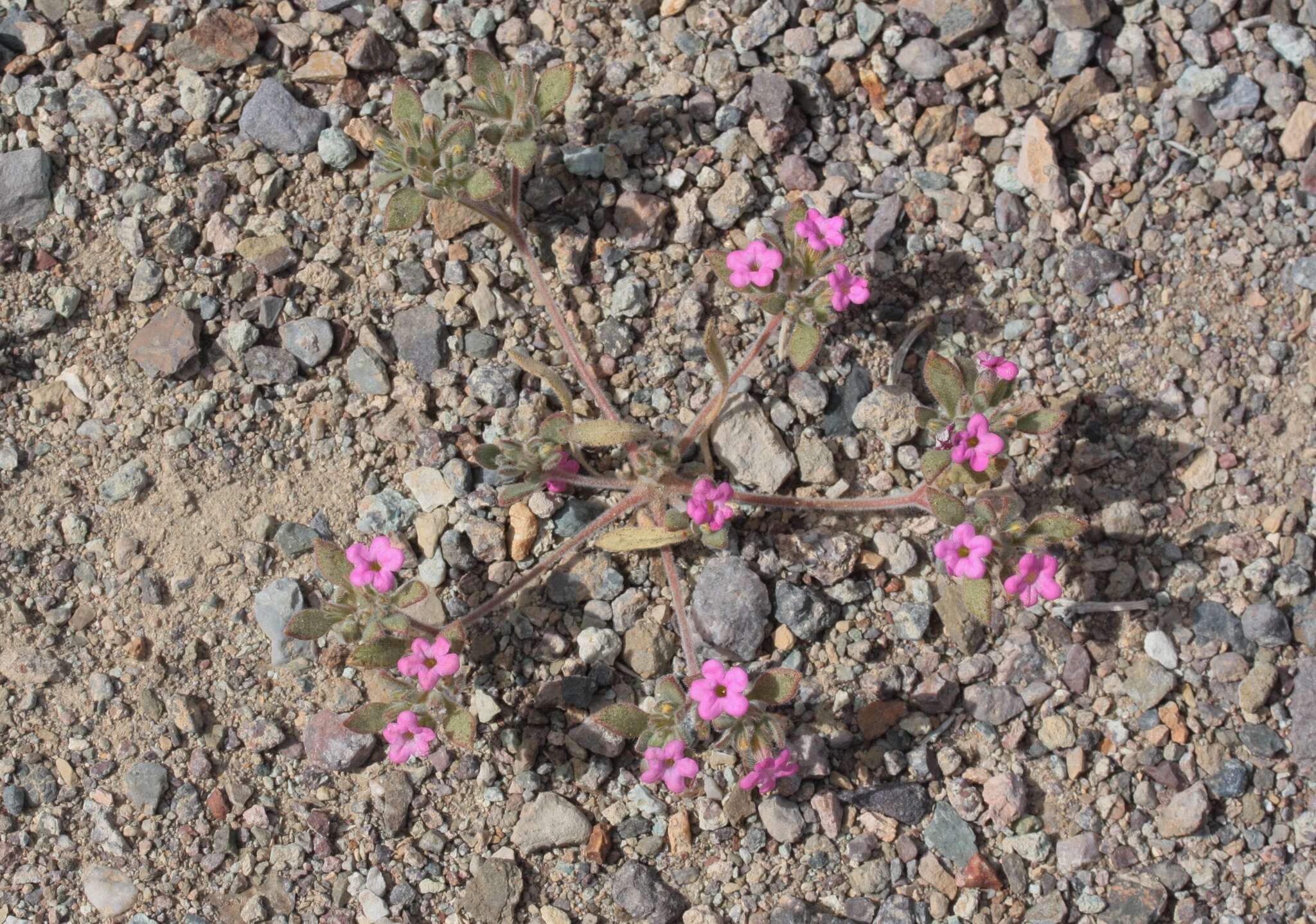 Image of purplemat