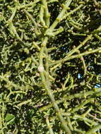 Image of Hooley Mistletoe