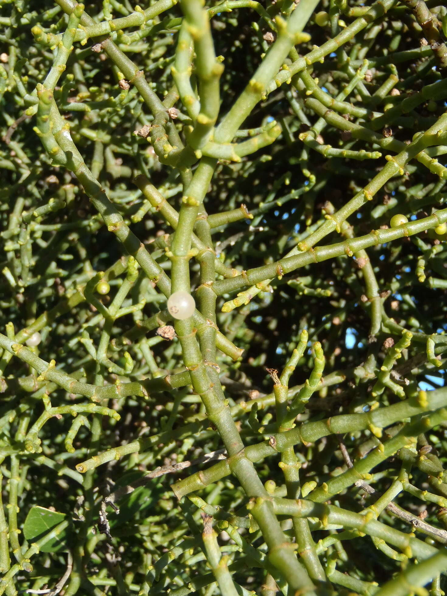 Image of Hooley Mistletoe