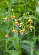 Epipactis thunbergii A. Gray resmi