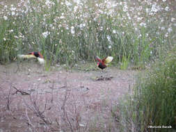 Image of Wattled Jacana