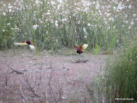 Image of Wattled Jacana