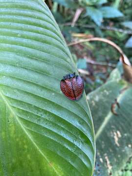 Eugenysa columbiana (Boheman 1850) resmi