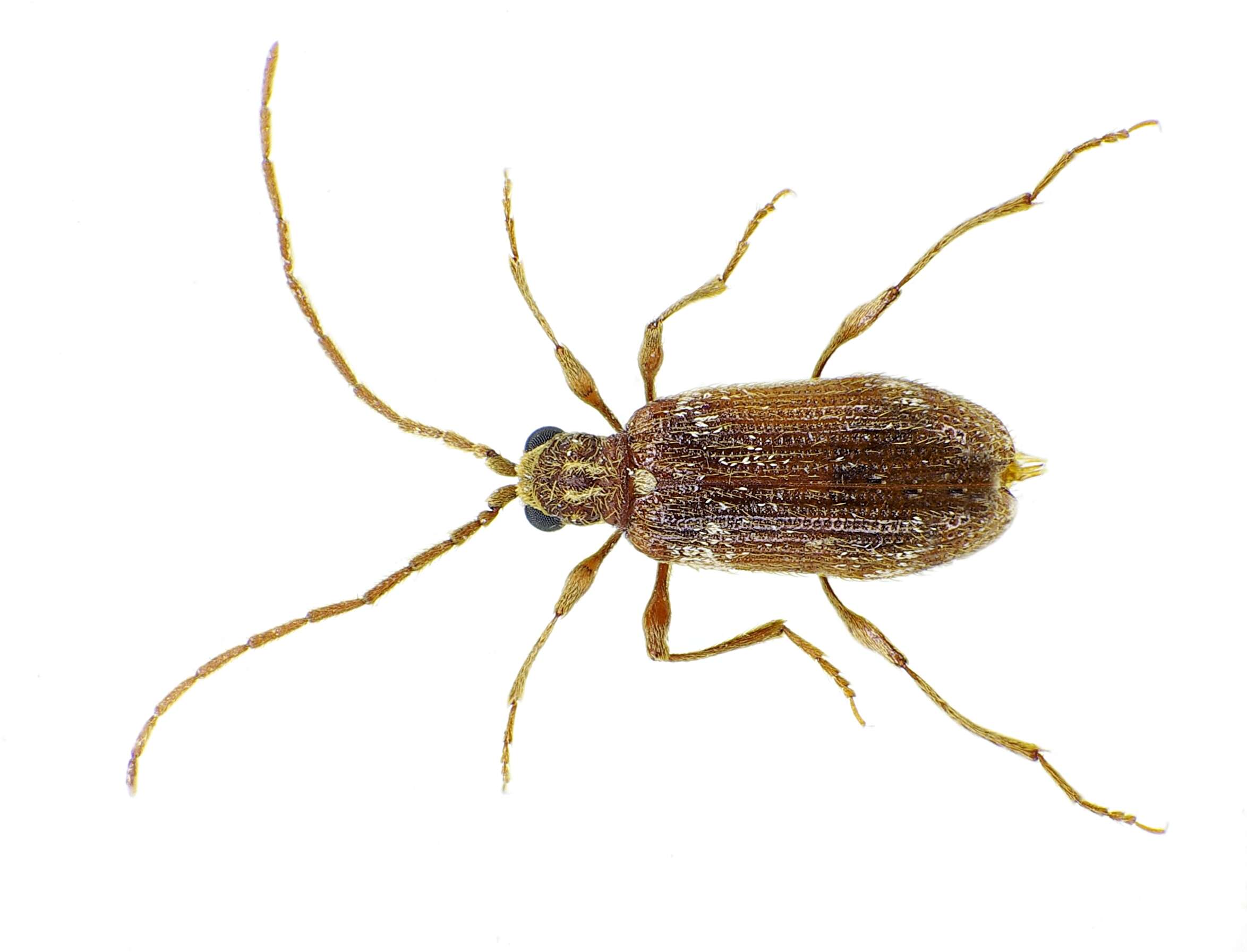 Image of common spider beetle