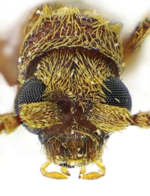 Image of common spider beetle