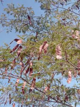 صورة Albizia bernieri Villiers