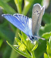 صورة Glaucopsyche lygdamus orcus (W. H. Edwards 1869)