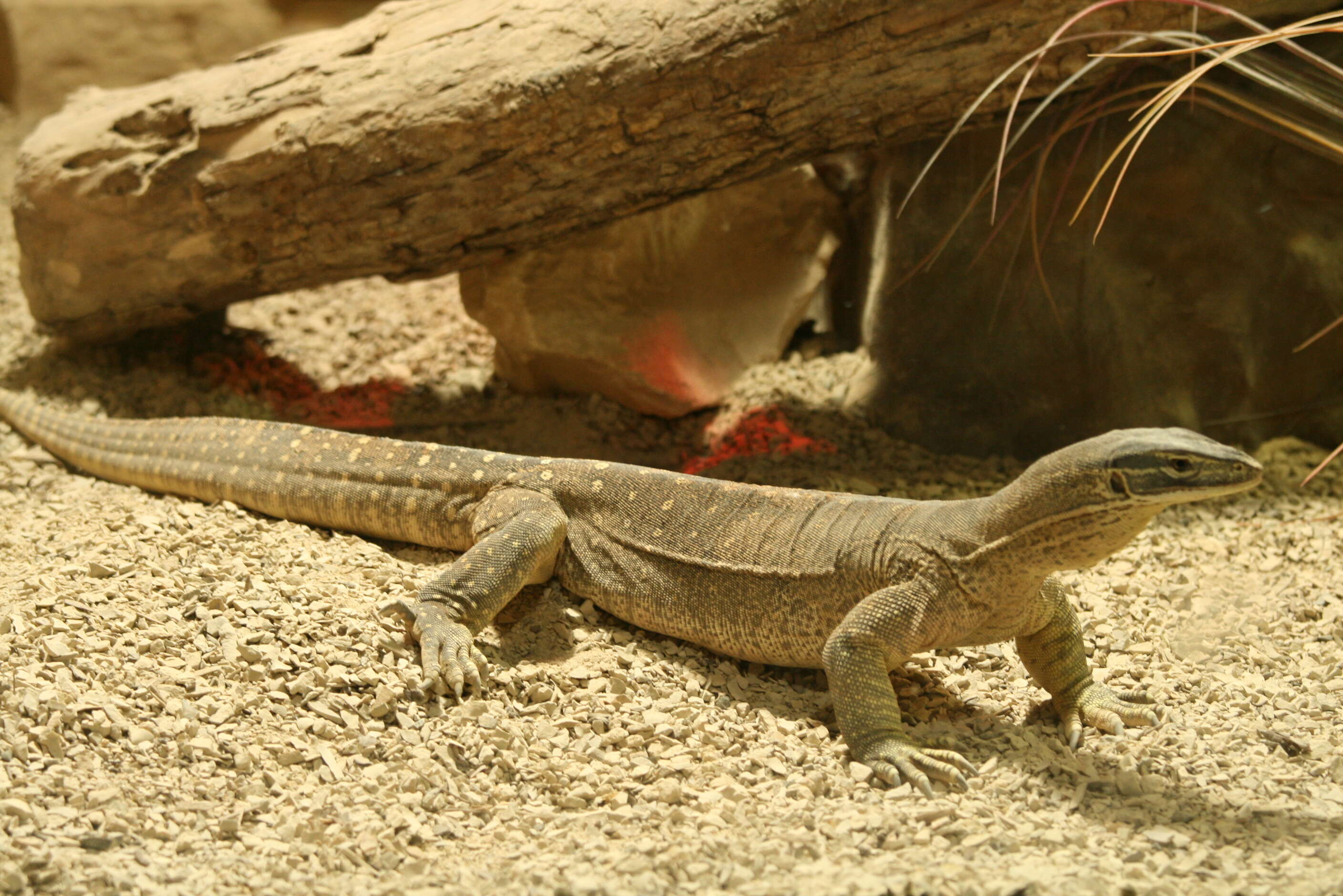 Image of Sand Monitor