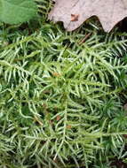 Image of hair-pointed feather-moss