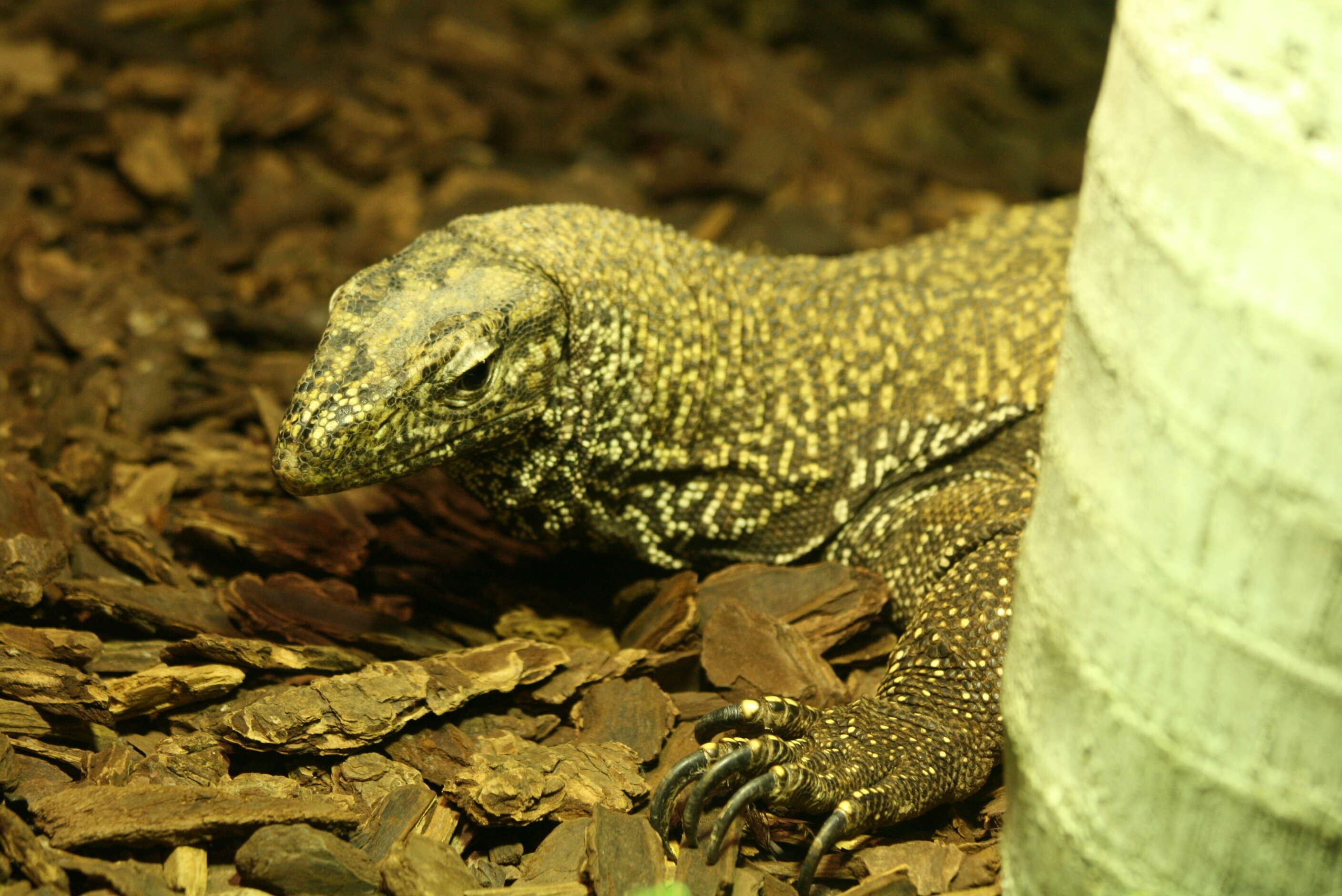 Image of Clouded Monitor