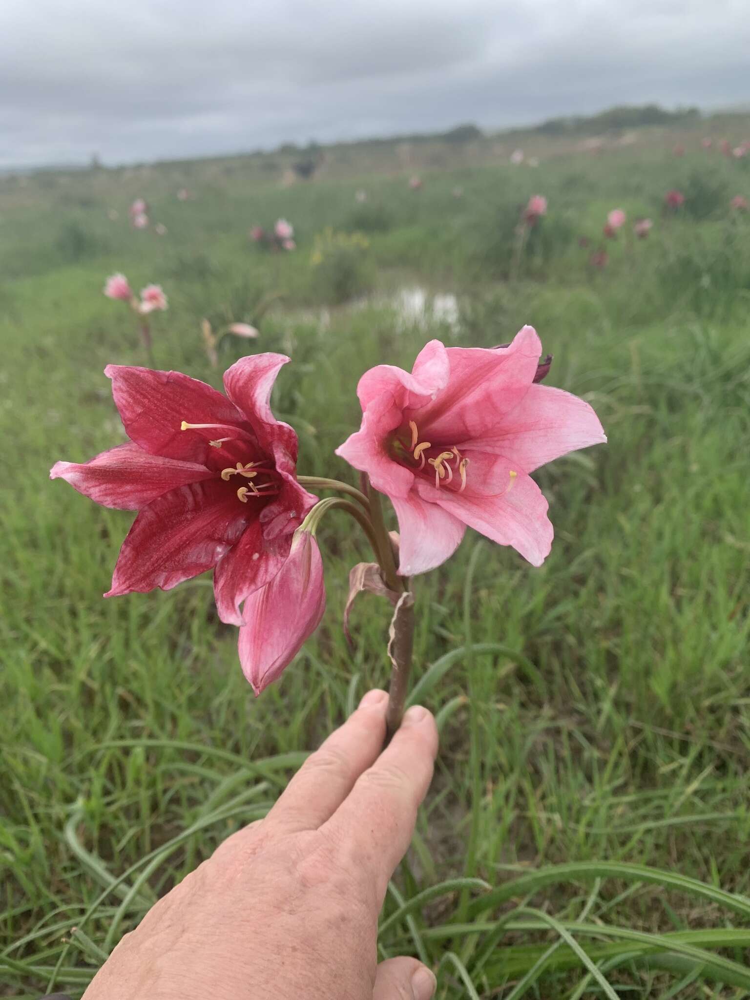 Imagem de Crinum campanulatum Herb.