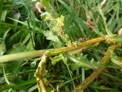 Image of Puccinia lagenophorae Cooke 1884