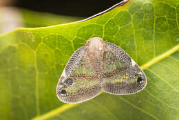 Слика од Parapiromis translucida (Montrouzier 1861)