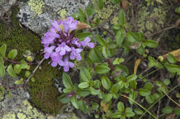 Image of Thymus nummularius M. Bieb.