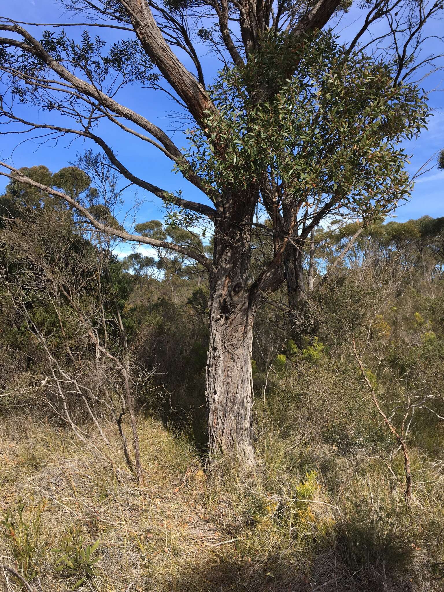 Image of Eucalyptus ligustrina A. Cunn. ex DC.