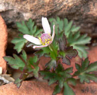 Image of tuber anemone