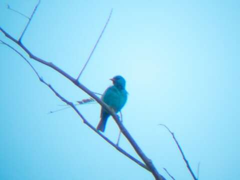 Image of Dacnis cayana callaina Bangs 1905