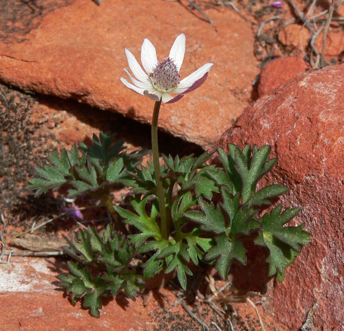 Image of tuber anemone