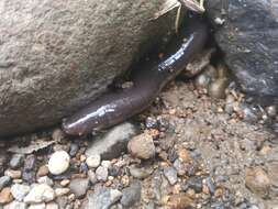 Image of Javan Caecilian