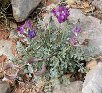 صورة Astragalus amphioxys A. Gray