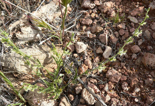 Image of broadfruit combseed